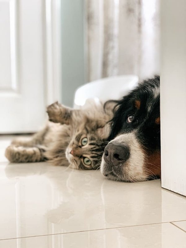 Can cats and dogs live together peacefully?