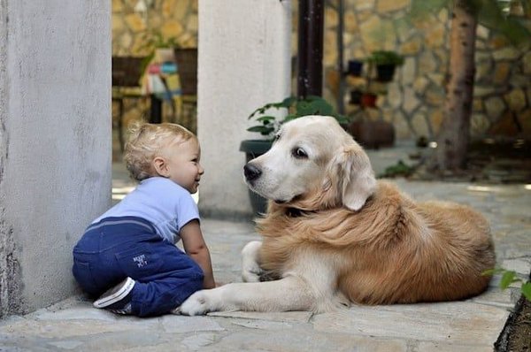 How to introduce a new dog to your children?